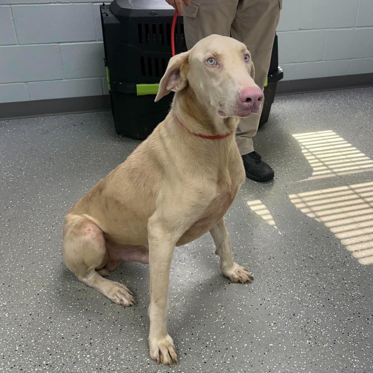 Enlarge Jackson, a ADOPTABLE Doberman Pinscher in Bardstown, KY image 6/6