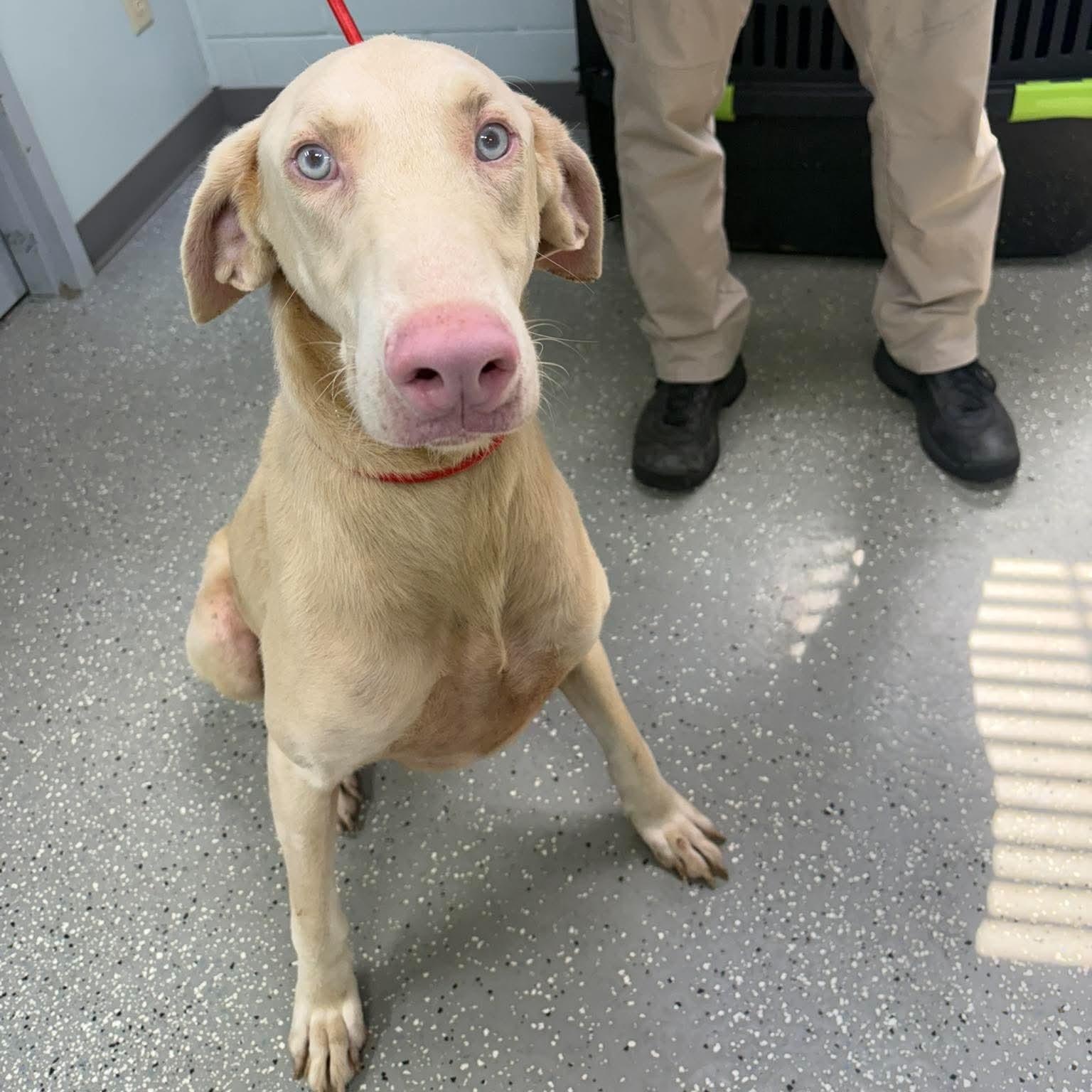 Enlarge Jackson, a ADOPTABLE Doberman Pinscher in Bardstown, KY image 1/6