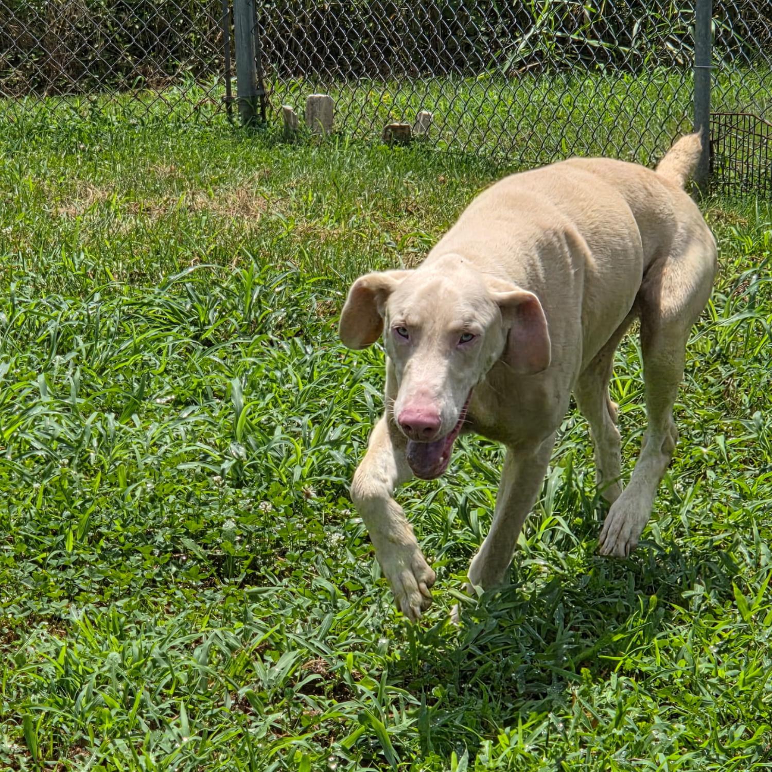 Enlarge Jackson, a ADOPTABLE Doberman Pinscher in Bardstown, KY image 3/6