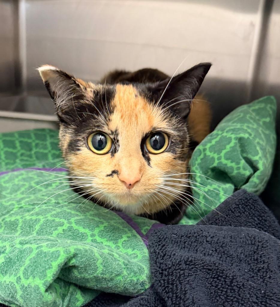 Meow Meow, Adoptable, Adult Female Domestic Short Hair.