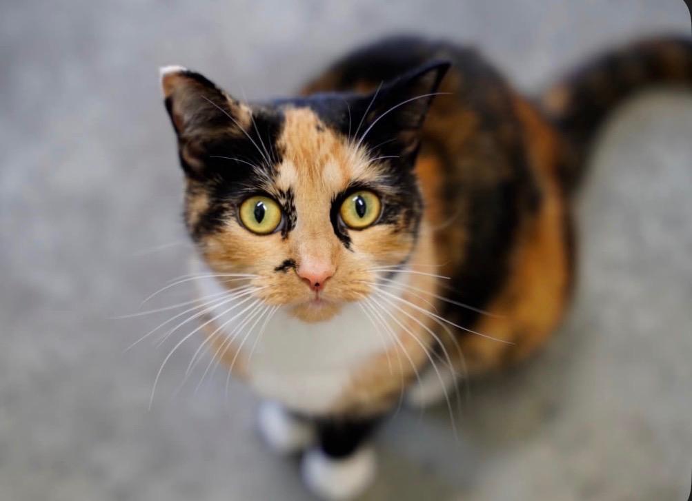 Enlarge Meow Meow, a Adoptable mixed breed in Yellowknife, NT image 2/2