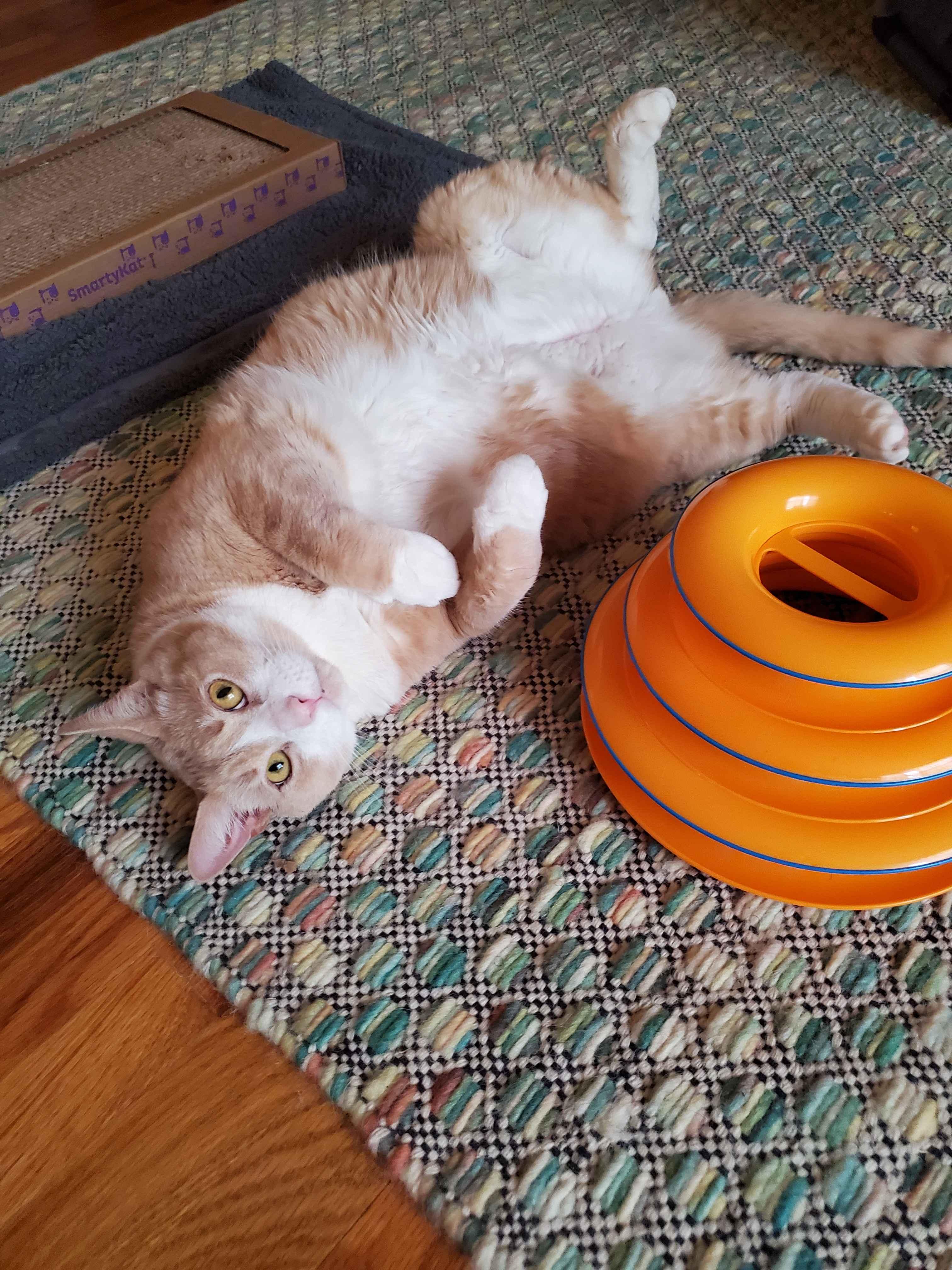 Enlarge Simba, a Adoptable Domestic Short Hair in Weehawken, NJ image 6/6