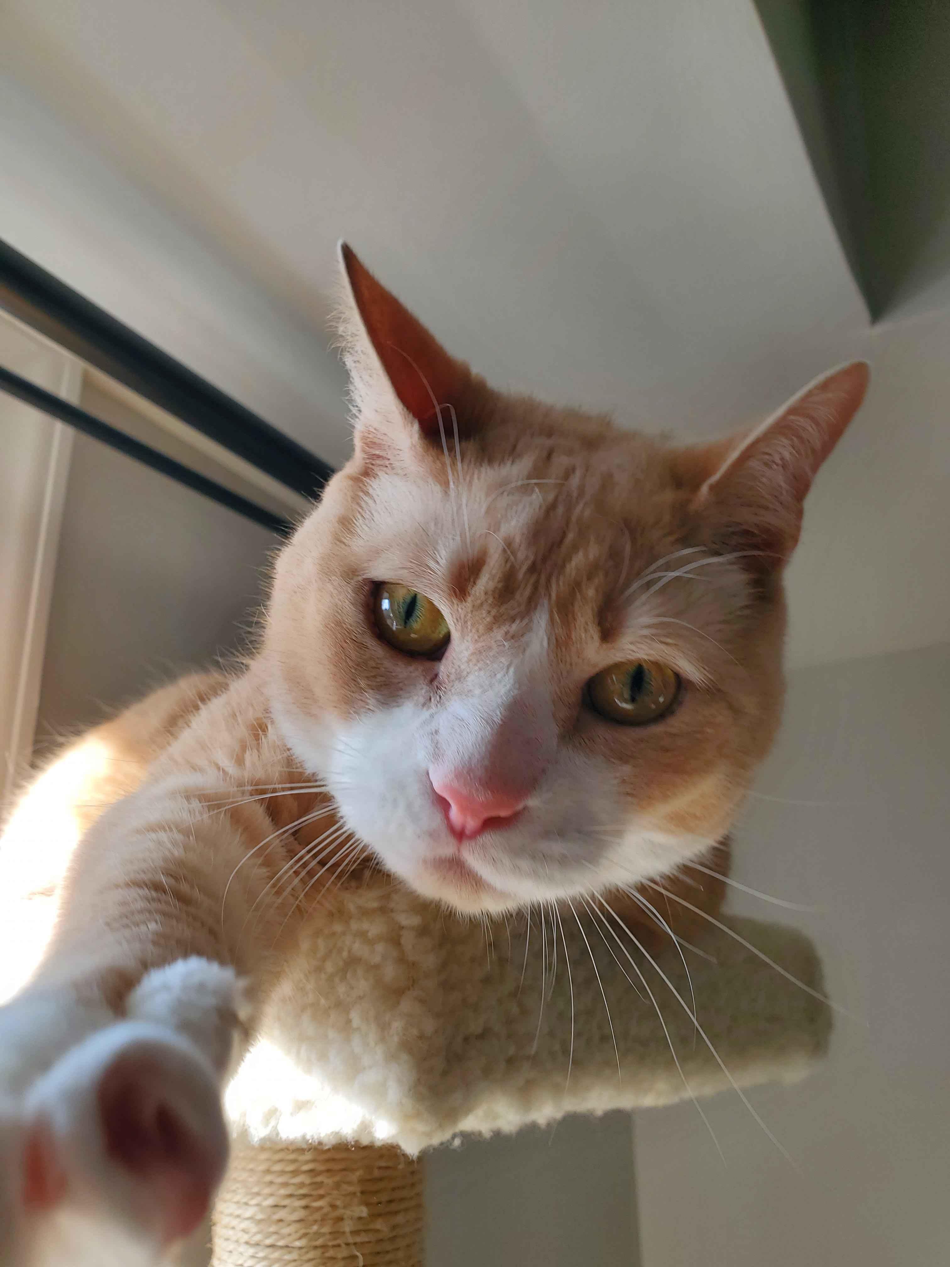 Enlarge Simba, a Adoptable Domestic Short Hair in Weehawken, NJ image 5/6