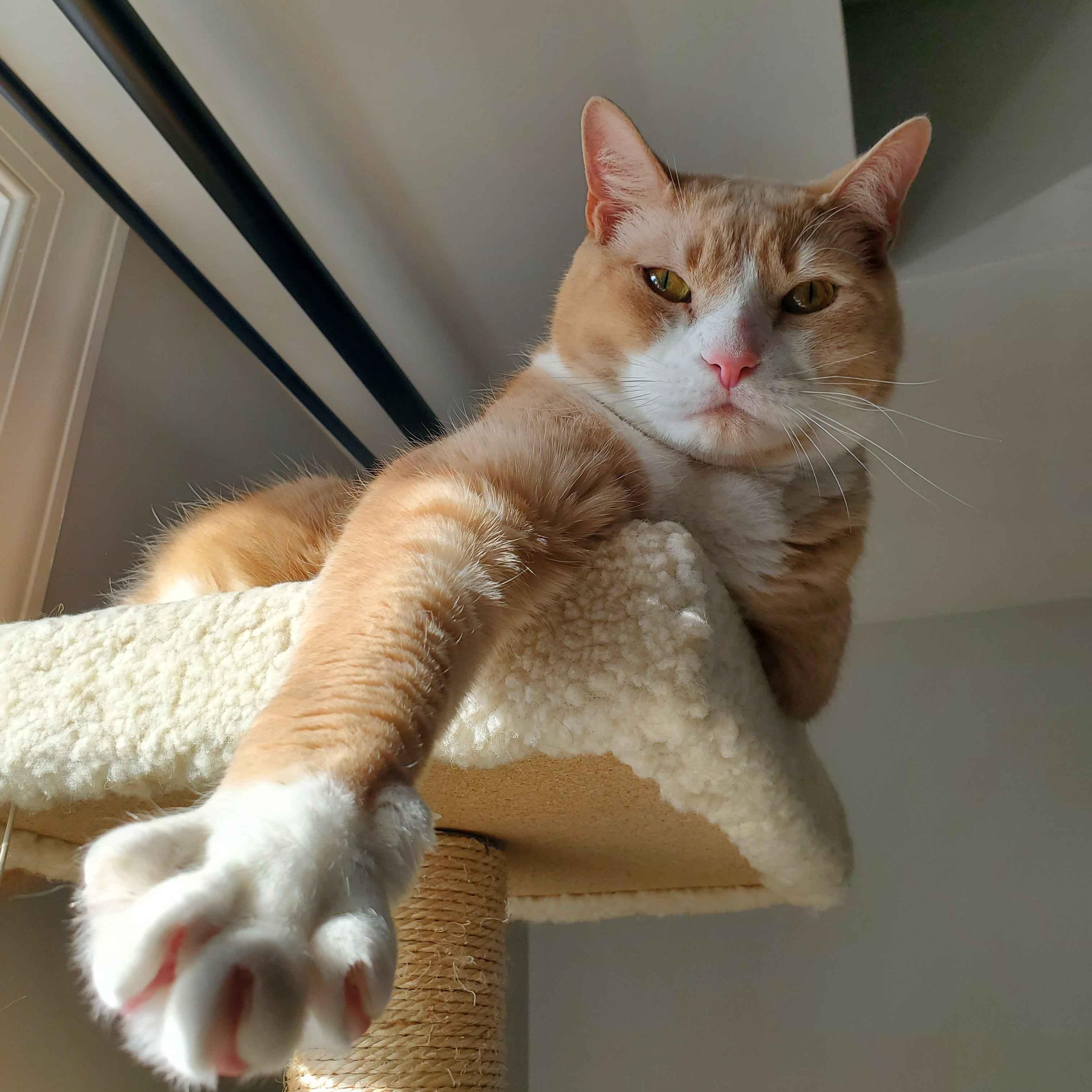 Enlarge Simba, a Adoptable Domestic Short Hair in Weehawken, NJ image 1/6