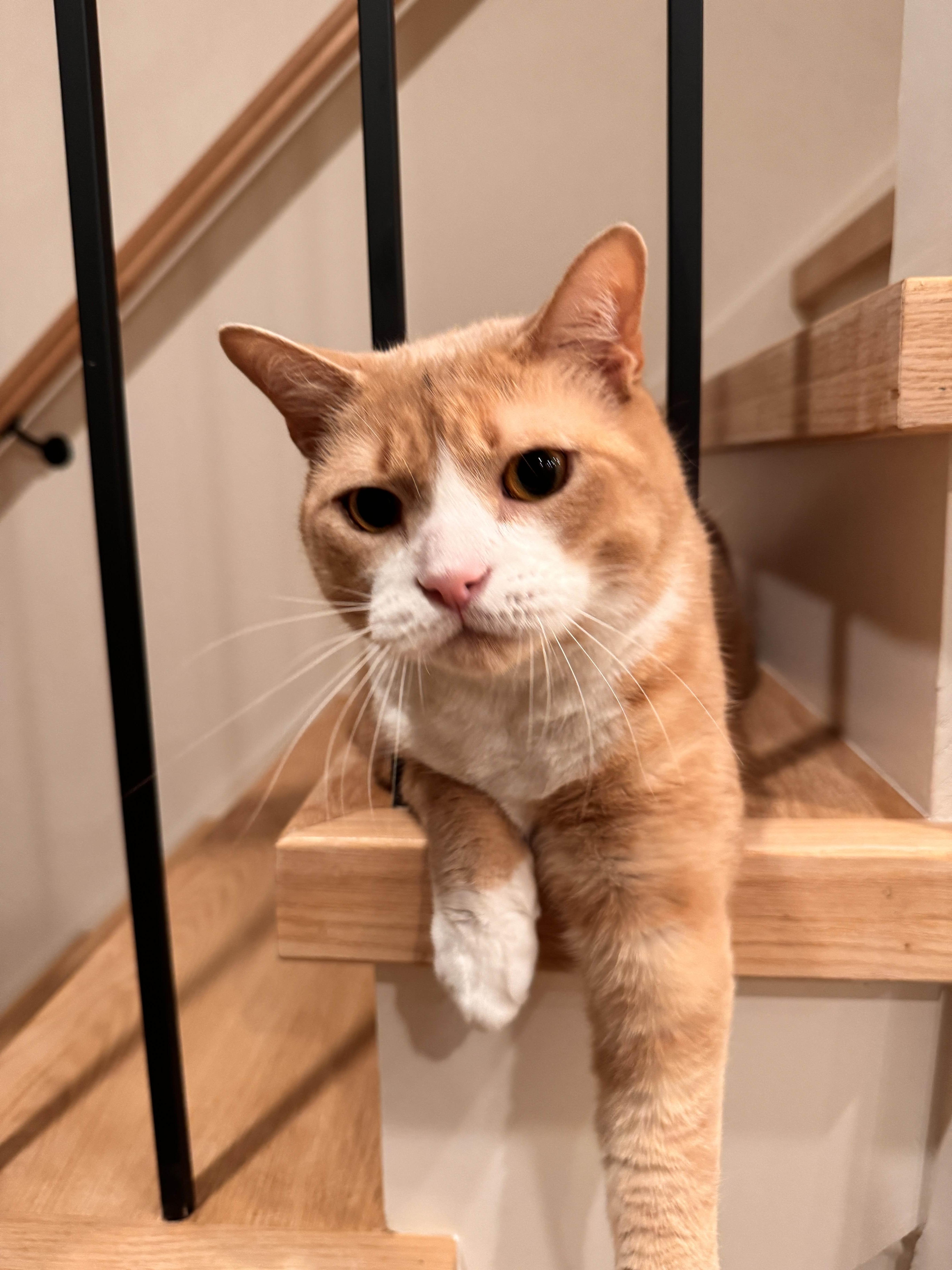 Enlarge Simba, a Adoptable Domestic Short Hair in Weehawken, NJ image 3/6