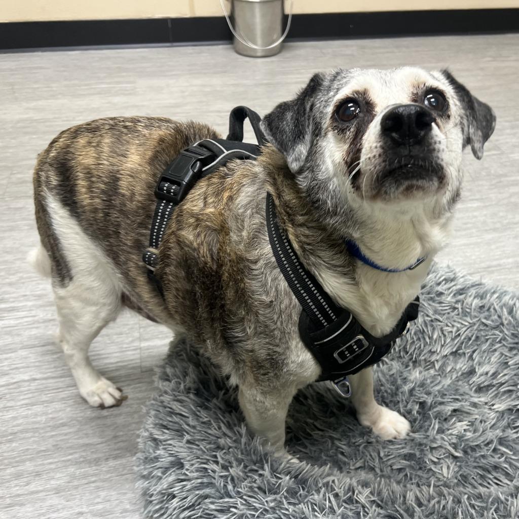 Obi, Adoptable, Senior Male Terrier.