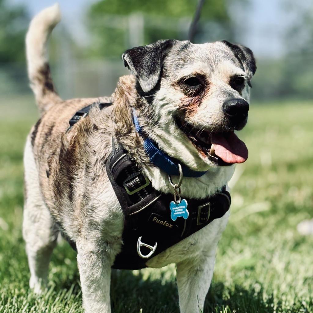 Enlarge Obi, a Adoptable Terrier in State College, PA image 2/4