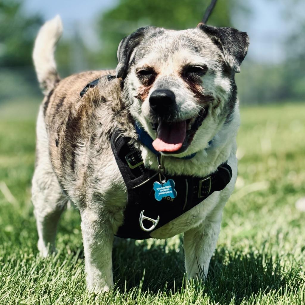 Enlarge Obi, a Adoptable Terrier in State College, PA image 3/4