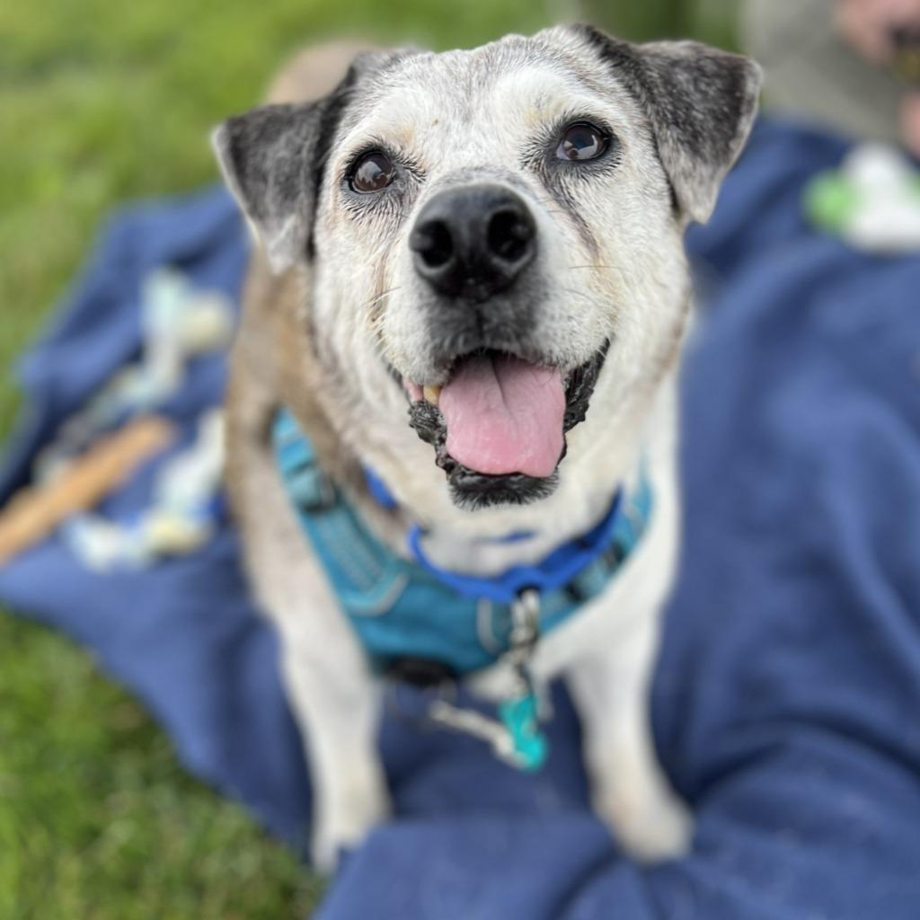 Enlarge Obi, a Adoptable Terrier in State College, PA image 4/4