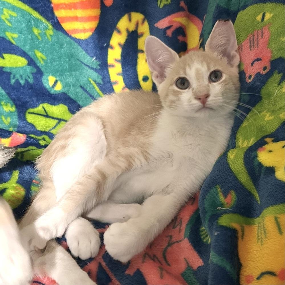 Erling, Adoptable, Kitten Male Domestic Short Hair.