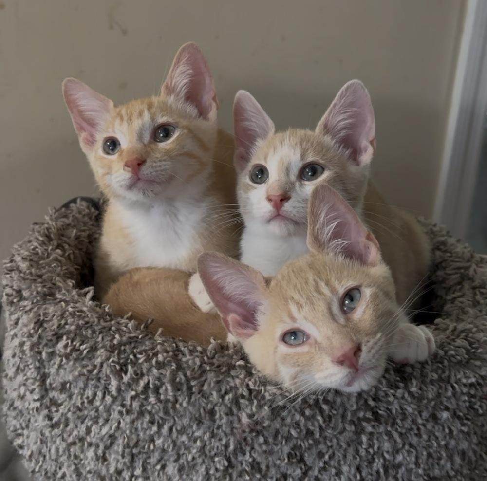 Enlarge Erling, a Adoptable Domestic Short Hair in Panama City Beach, FL image 2/5