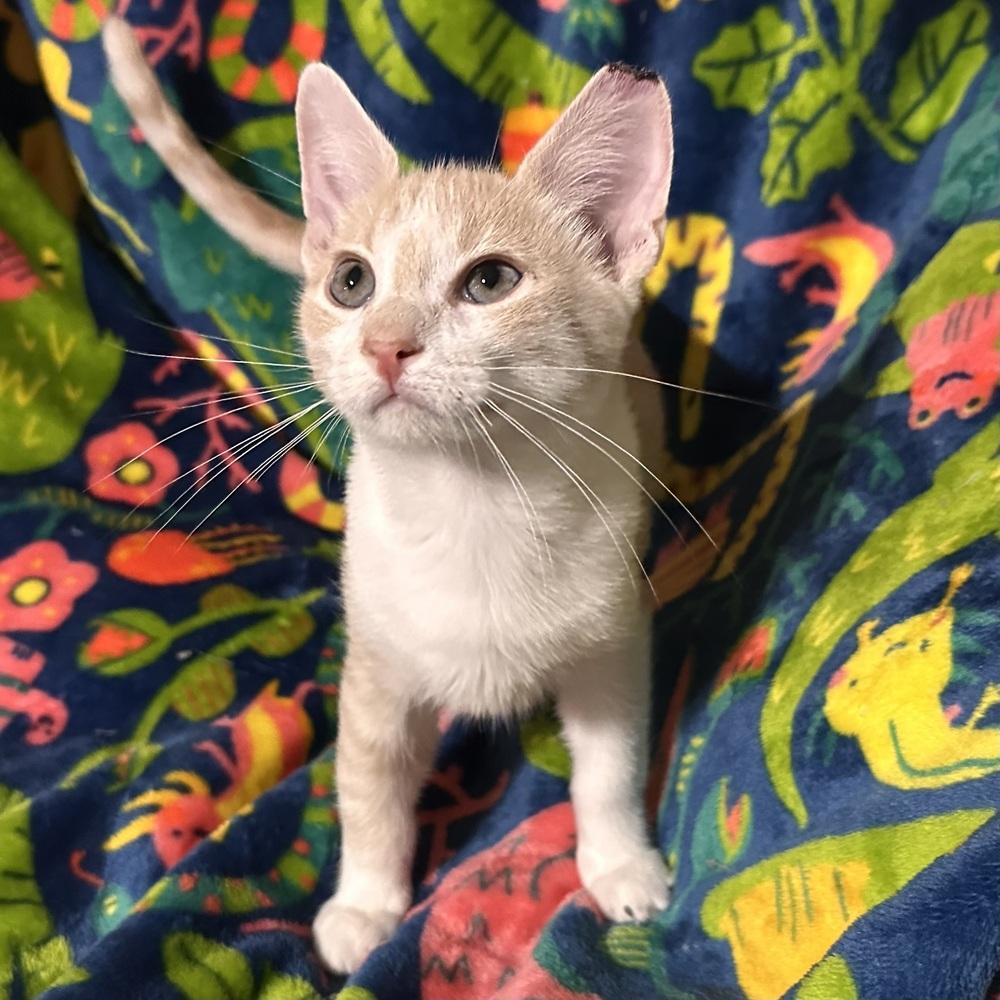 Enlarge Erling, a Adoptable Domestic Short Hair in Panama City Beach, FL image 3/5
