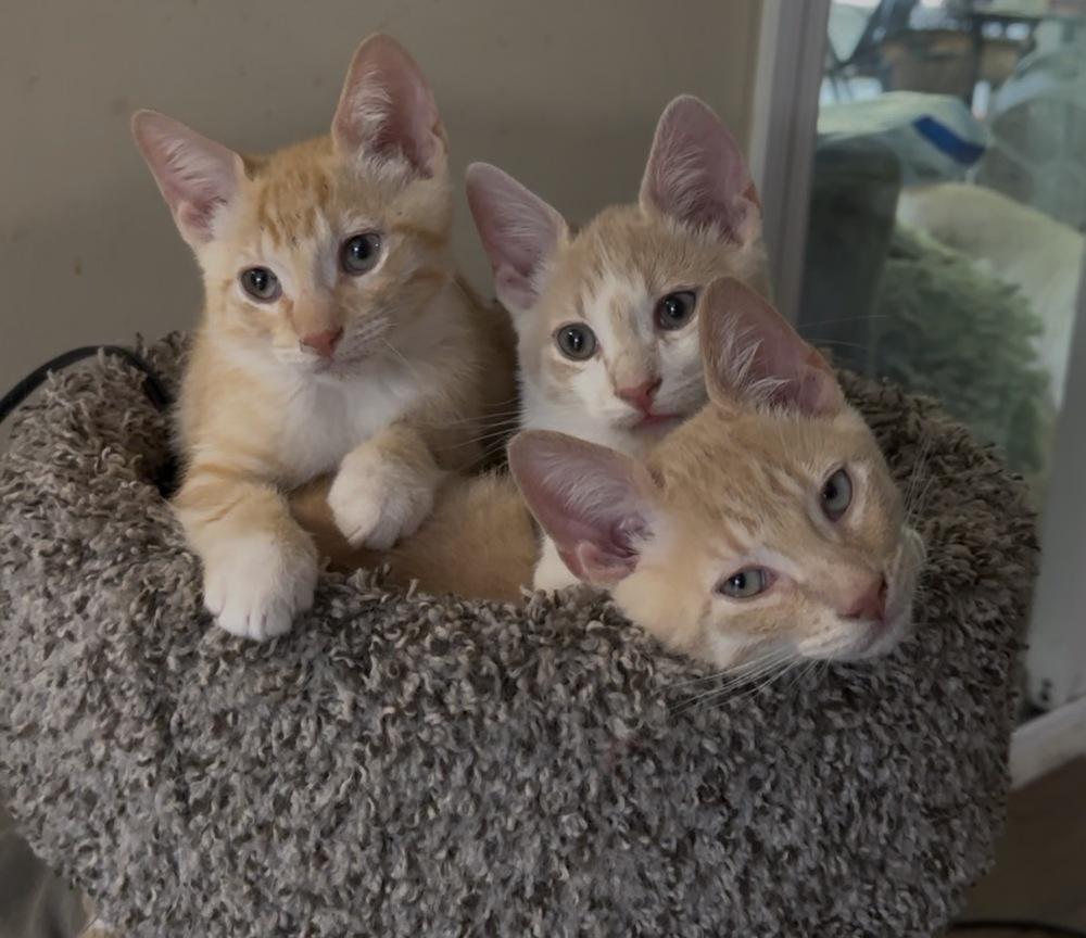 Enlarge Erling, a Adoptable Domestic Short Hair in Panama City Beach, FL image 4/5