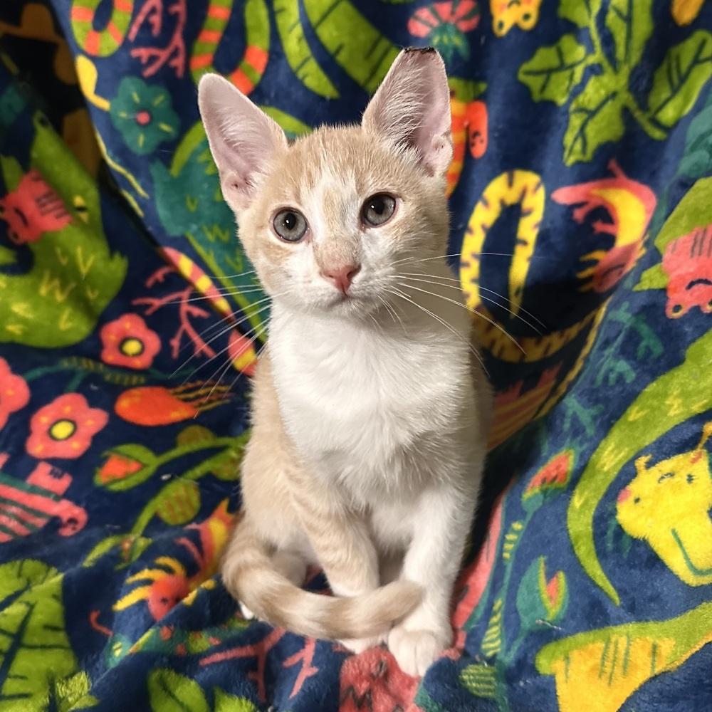 Enlarge Erling, a Adoptable Domestic Short Hair in Panama City Beach, FL image 5/5
