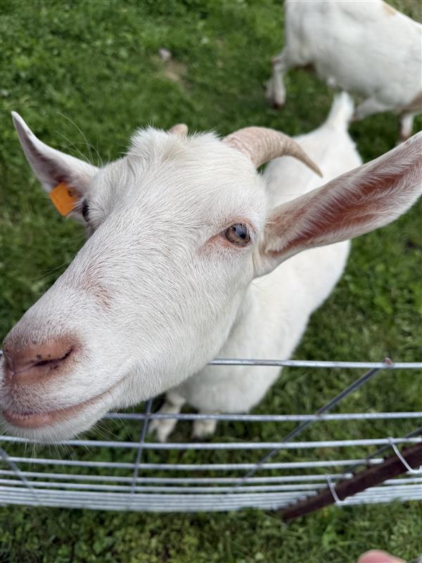 Marigold, Lavinia, Vera, Rosamund, Lil Debbie, and Lisa, a ADOPTABLE Goat in Cooperstown, NY image 4/6