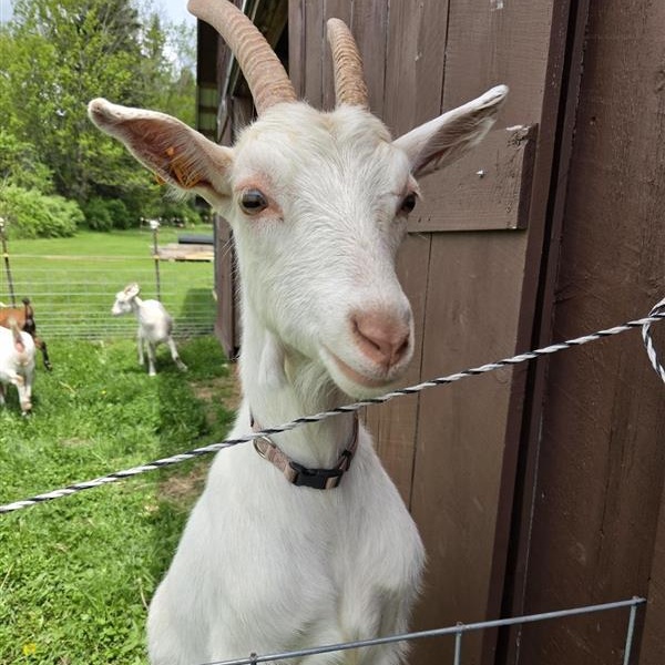 Marigold, Lavinia, Vera, Rosamund, Lil Debbie, and Lisa, a ADOPTABLE Goat in Cooperstown, NY image 6/6