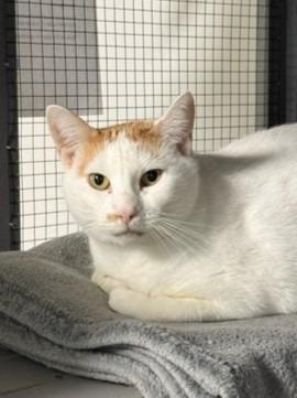 2025-152A Crimson, Adoptable, Young Female Domestic Short Hair.