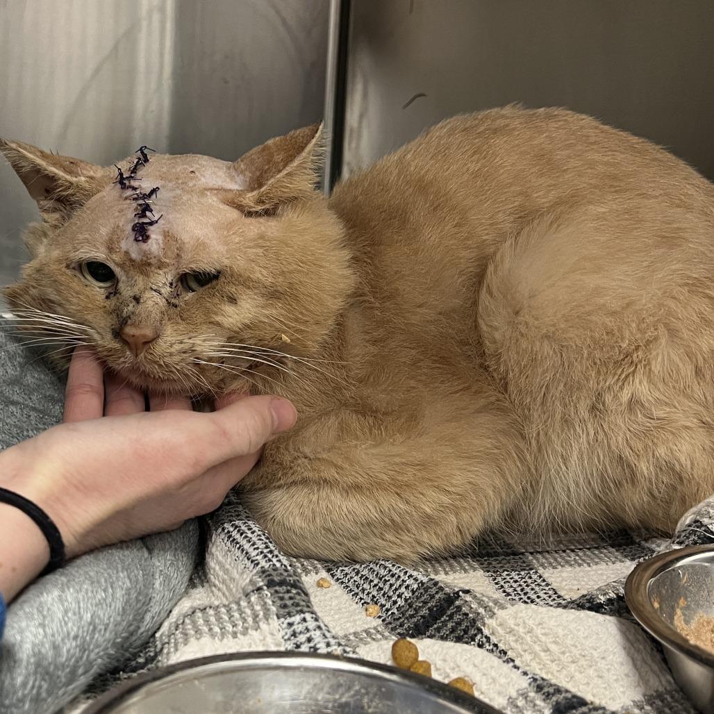 Cleveland, Adoptable, Adult Male Domestic Short Hair.