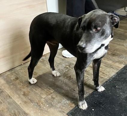 Enlarge FLAPJACK 438-25, a ADOPTABLE mixed breed in Cambridge, OH image 2/6