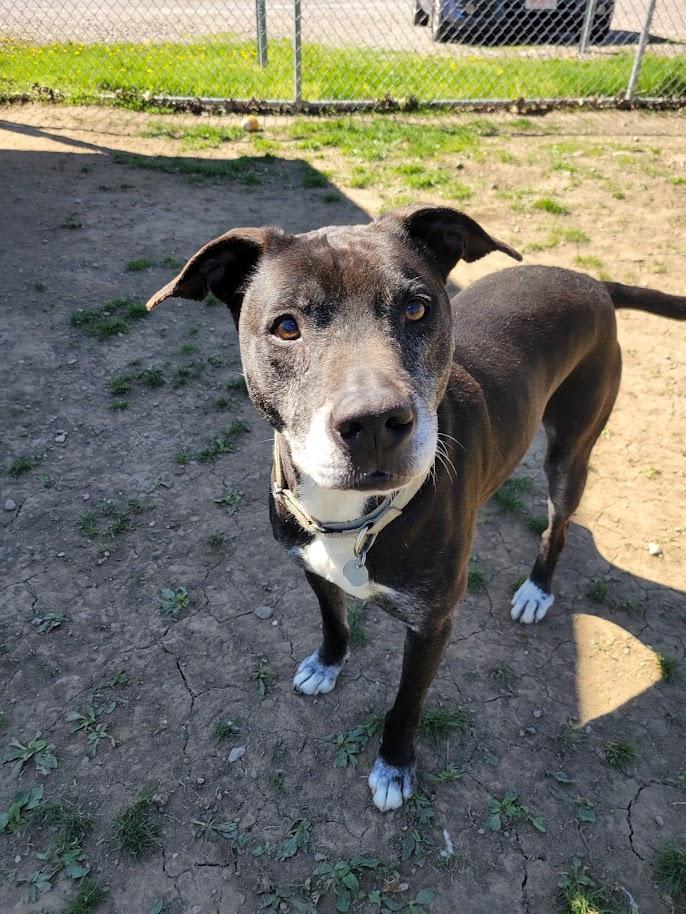 Enlarge FLAPJACK 438-25, a ADOPTABLE mixed breed in Cambridge, OH image 5/6