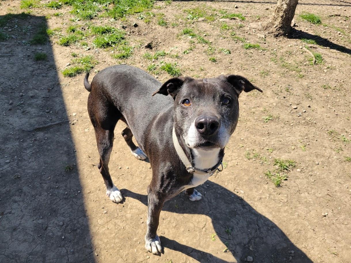 Enlarge FLAPJACK 438-25, a ADOPTABLE mixed breed in Cambridge, OH image 6/6