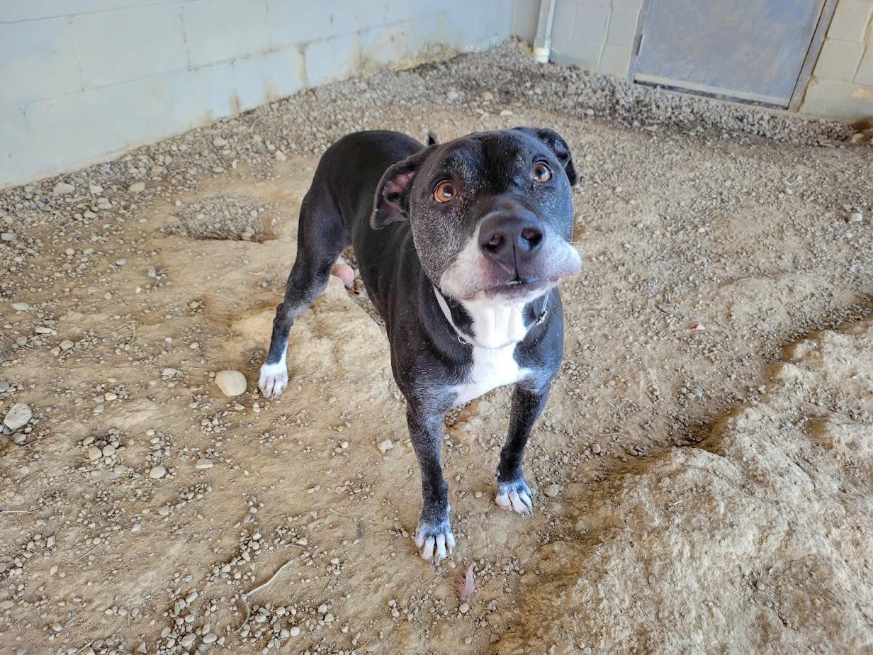 Enlarge FLAPJACK 438-25, a ADOPTABLE mixed breed in Cambridge, OH image 5/6