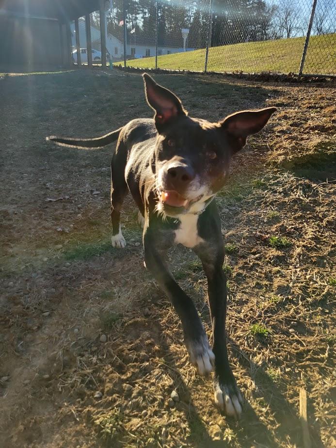 Enlarge FLAPJACK 438-25, a ADOPTABLE mixed breed in Cambridge, OH image 6/6