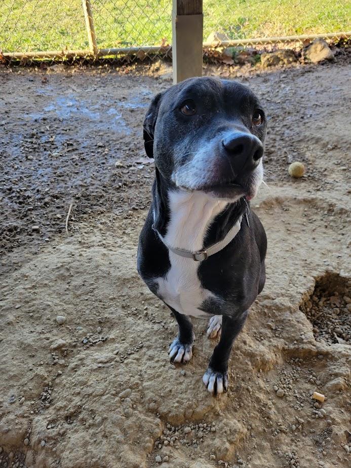 Enlarge FLAPJACK 438-25, a ADOPTABLE mixed breed in Cambridge, OH image 4/6