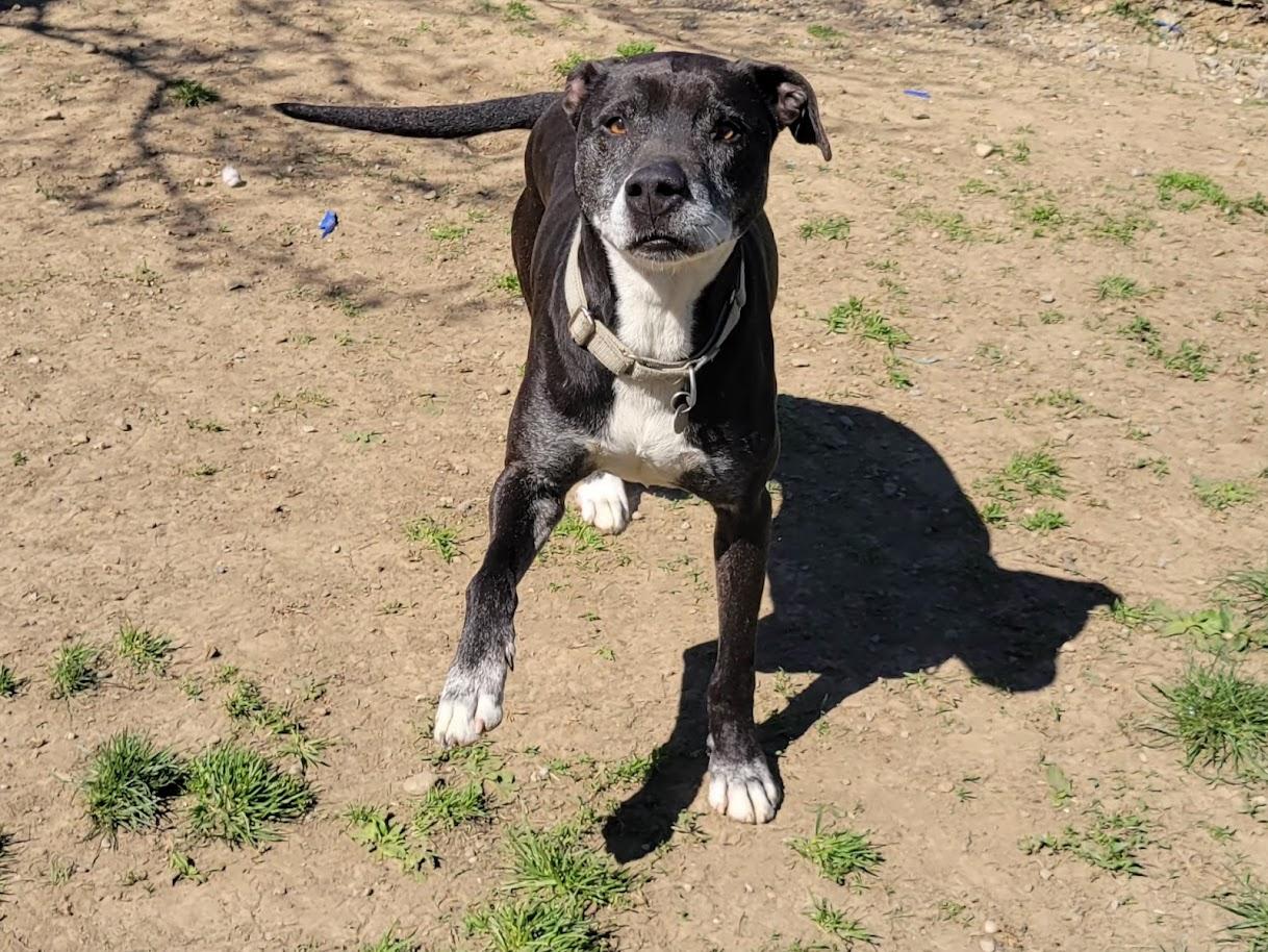 Enlarge FLAPJACK 438-25, a ADOPTABLE mixed breed in Cambridge, OH image 4/6