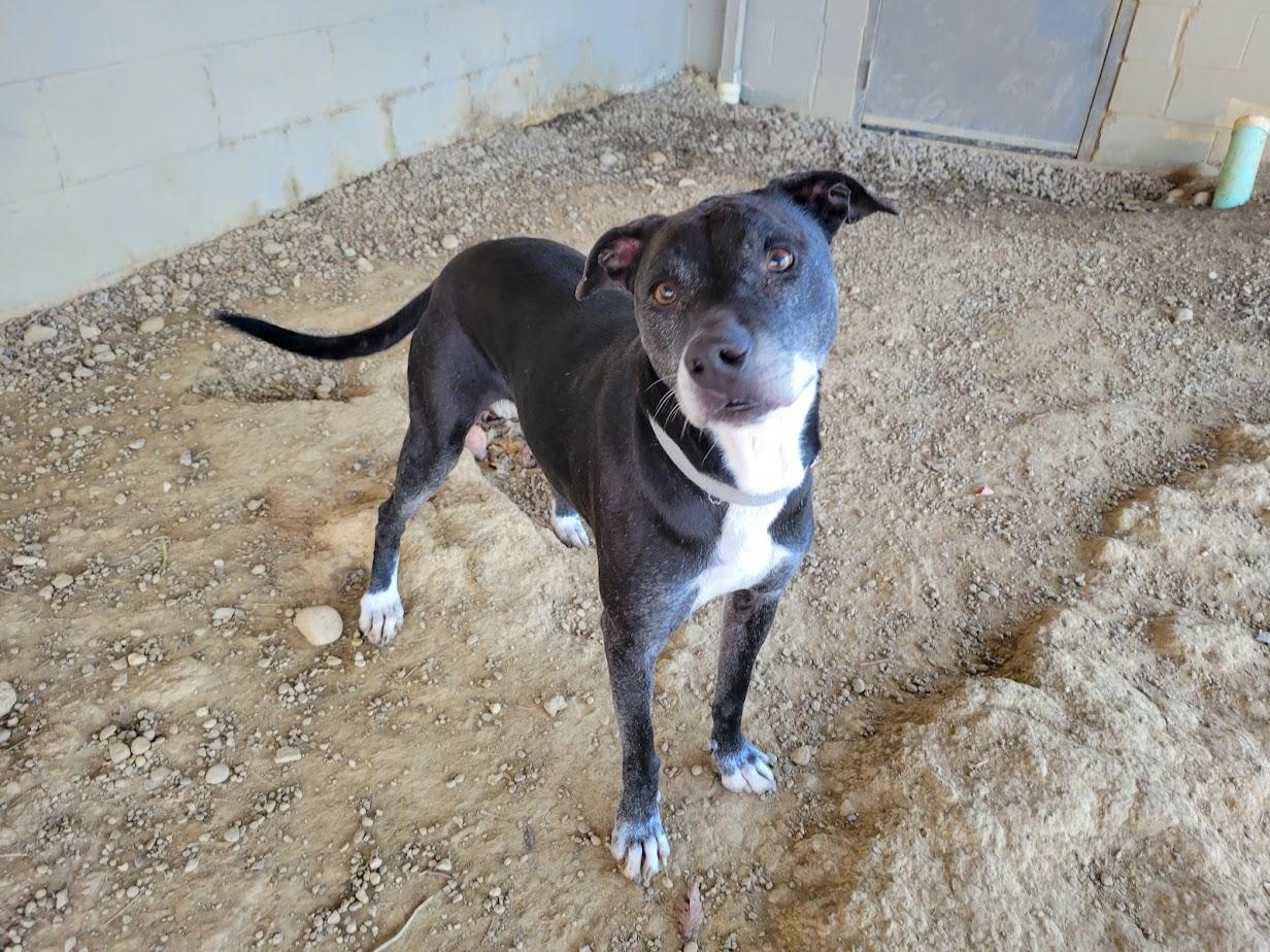 FLAPJACK 438-25, ADOPTABLE, Adult Male Labrador Retriever.