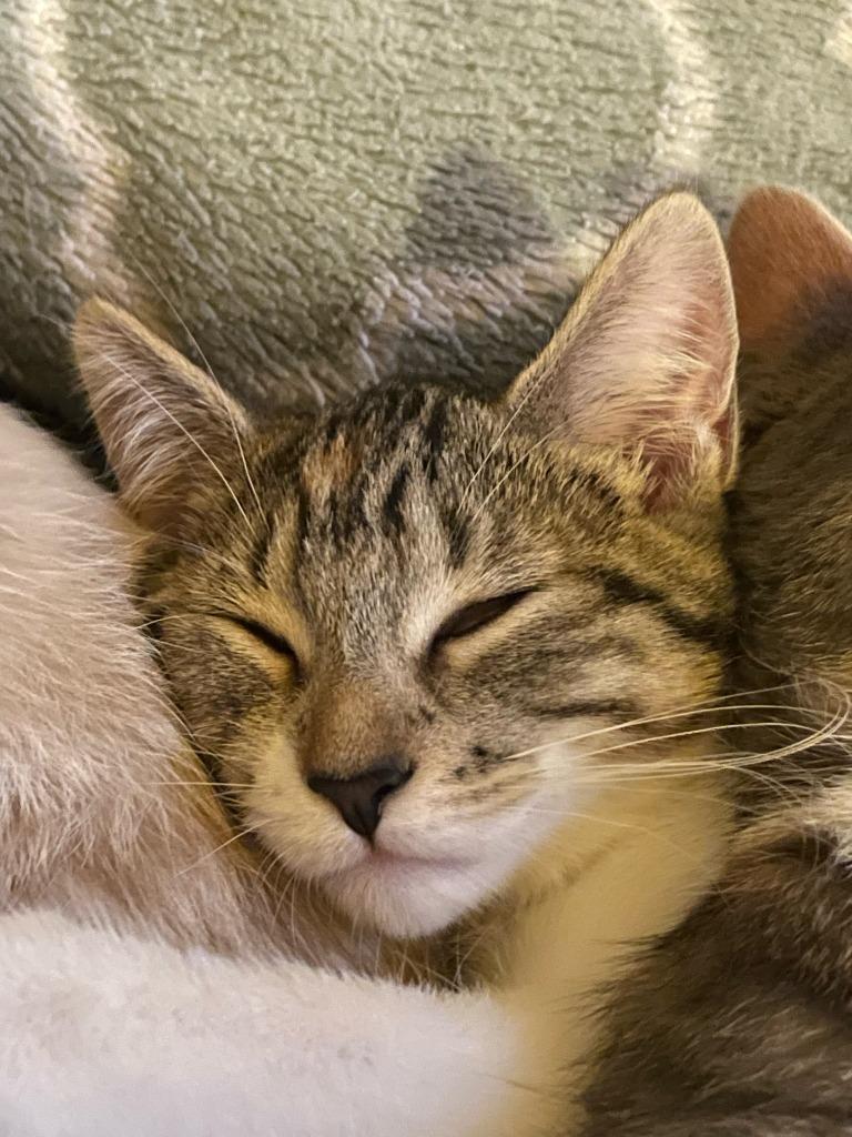 Enlarge Binx, a Adoptable mixed breed in Owatonna, MN image 3/6