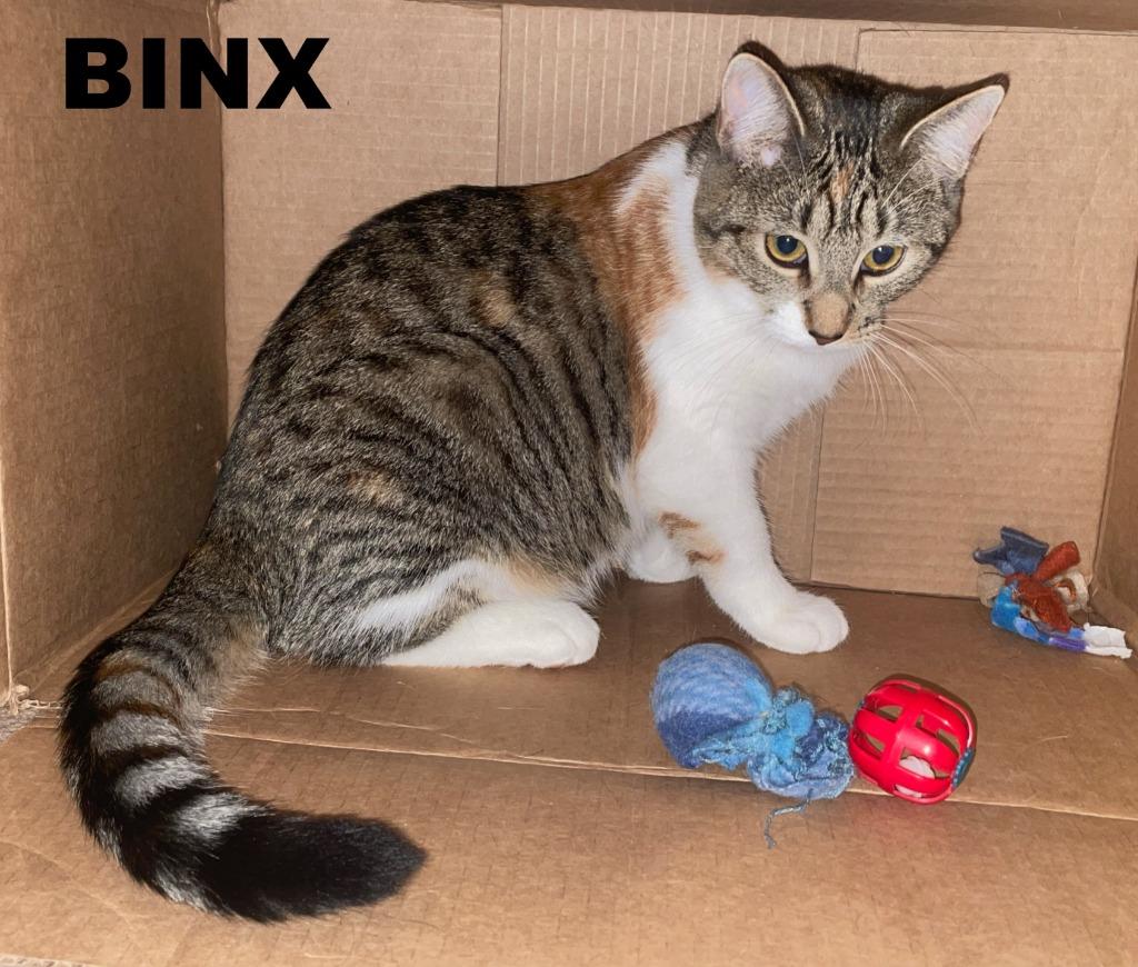 Enlarge Binx, a Adoptable mixed breed in Owatonna, MN image 3/6