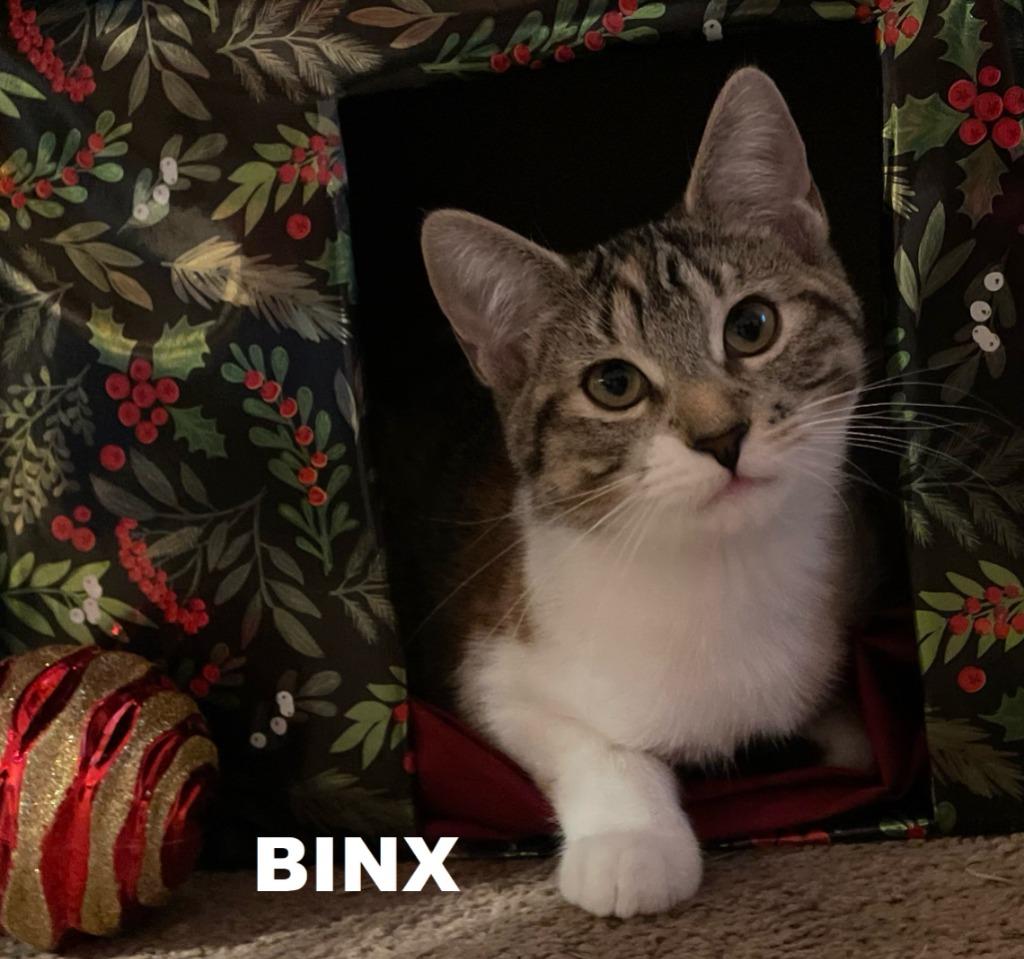 Enlarge Binx, a Adoptable mixed breed in Owatonna, MN image 5/6