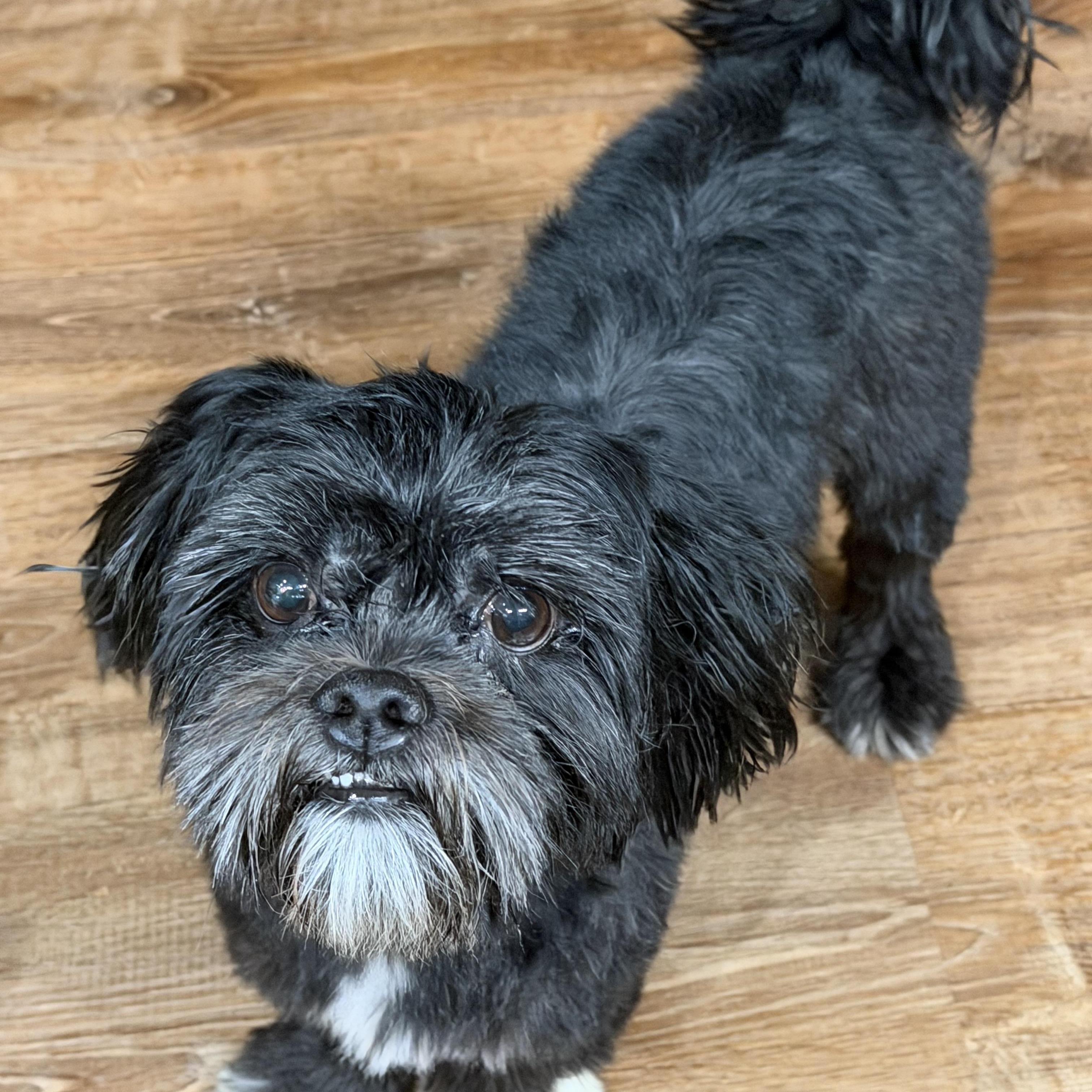 Duke, ADOPTABLE, Adult Male Shih Tzu.
