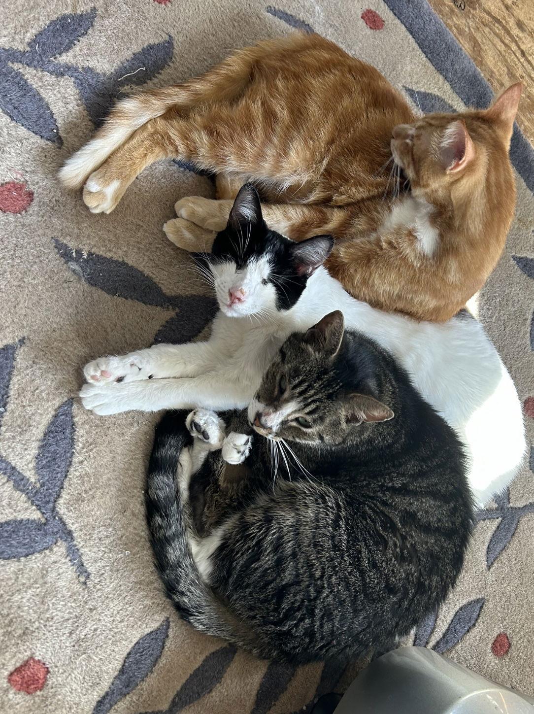 Olivia (Napa MC), Adoptable, Young Female Tuxedo.