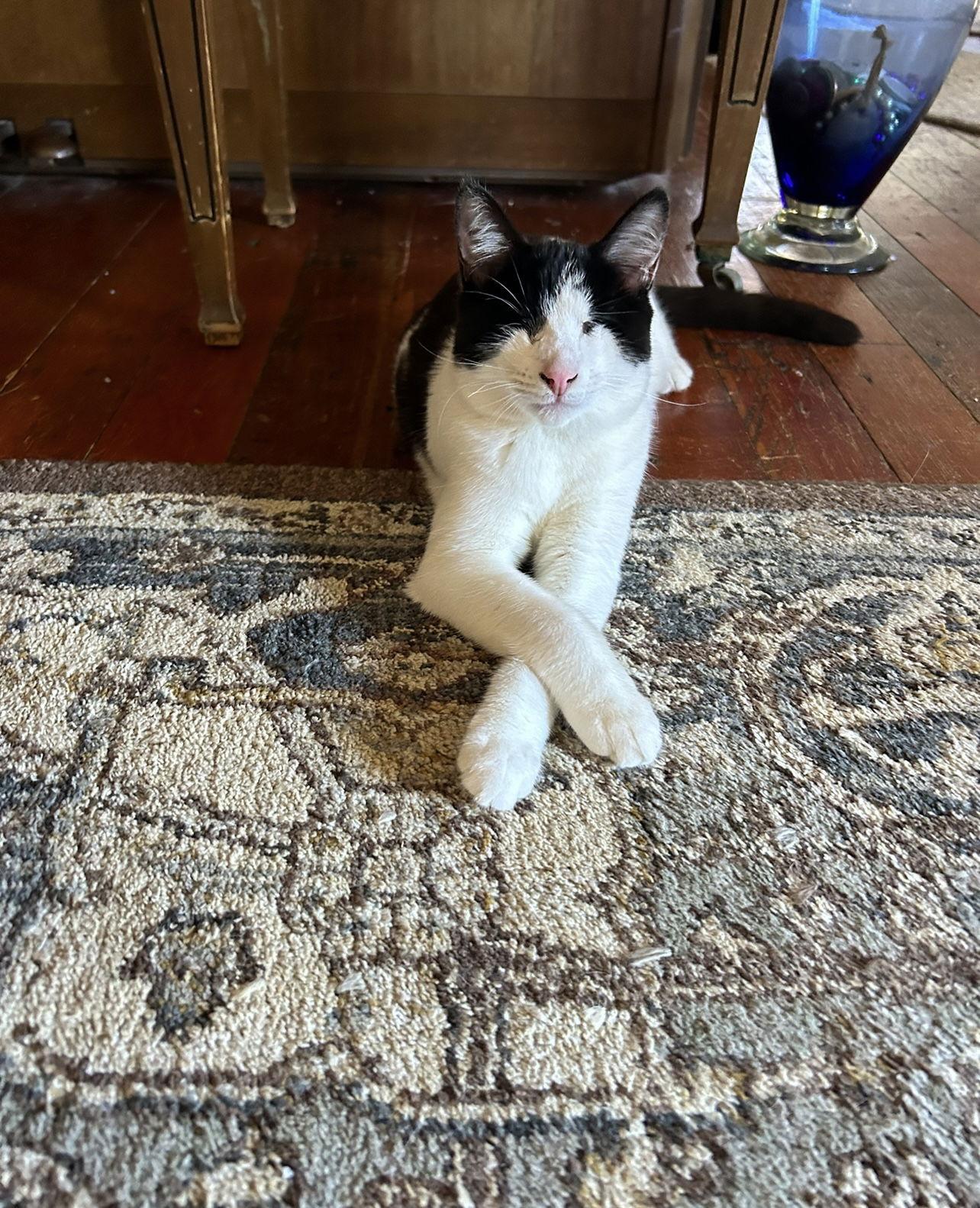 Olivia (Napa MC), Adoptable, Young Female Tuxedo.