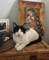 Olivia (Napa MC), an adoptable Tuxedo in Napa, CA, 94558 | Photo Image 3