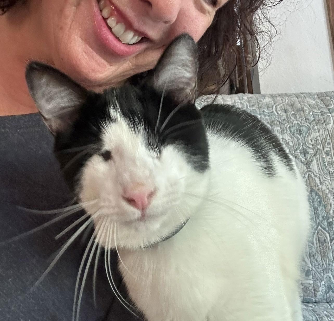 Olivia (Napa MC), Adoptable, Young Female Tuxedo.