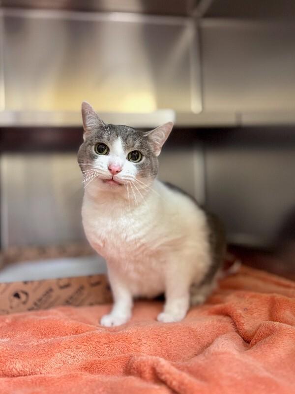 Enlarge Squirt, a Adoptable Domestic Short Hair in Wooster, OH image 1/1