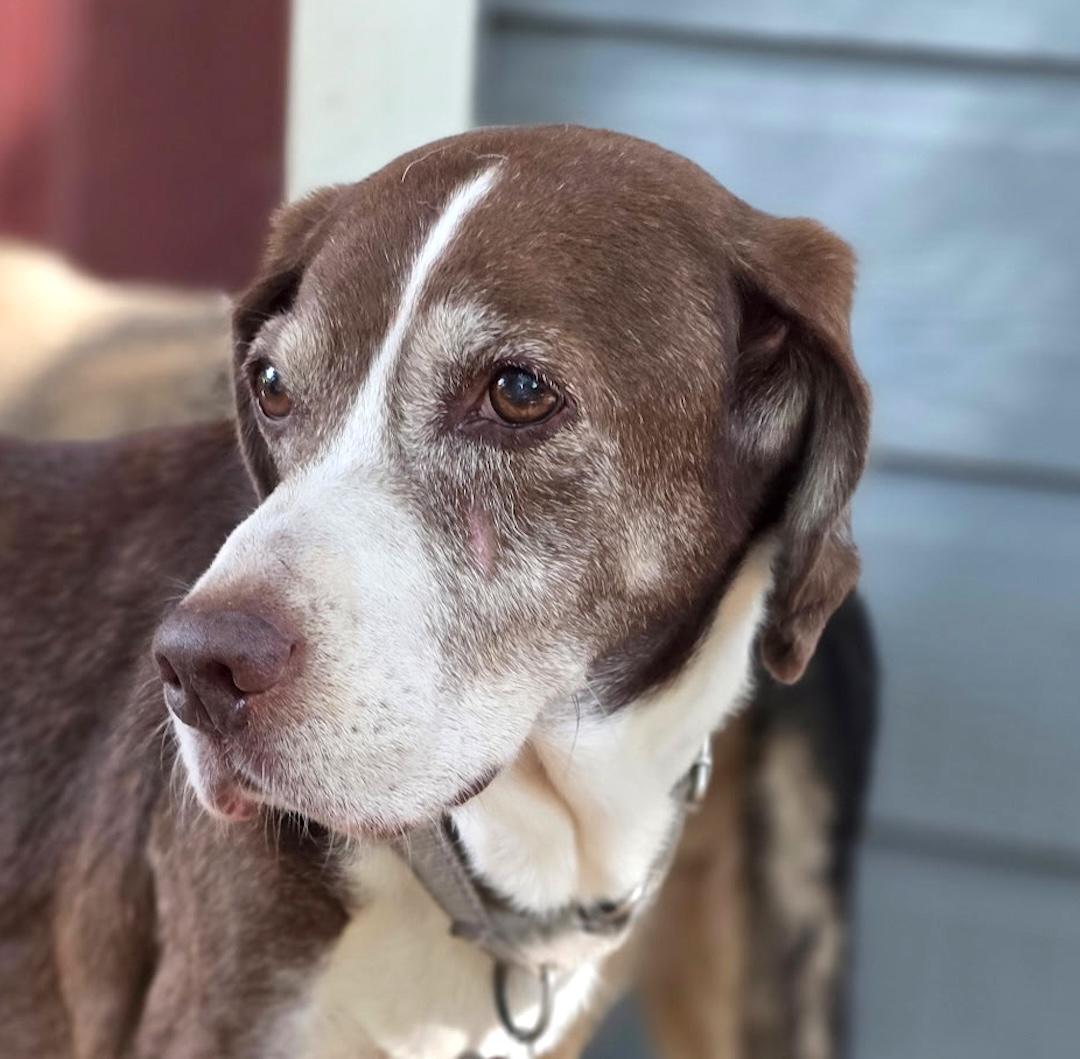 Enlarge Chief, a Adoptable mixed breed in Tomball, TX image 6/6