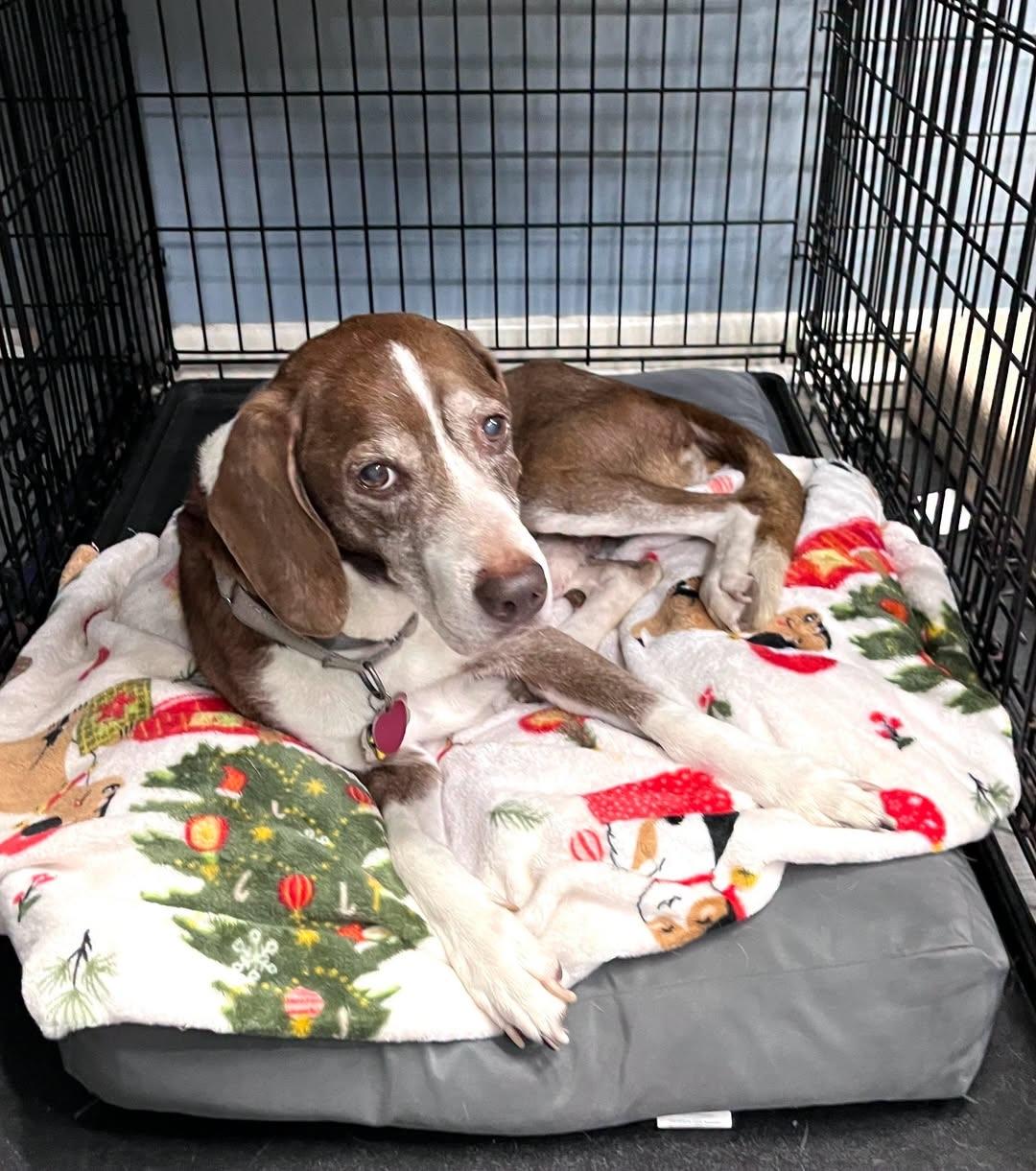 Enlarge Chief, a Adoptable mixed breed in Tomball, TX image 4/6