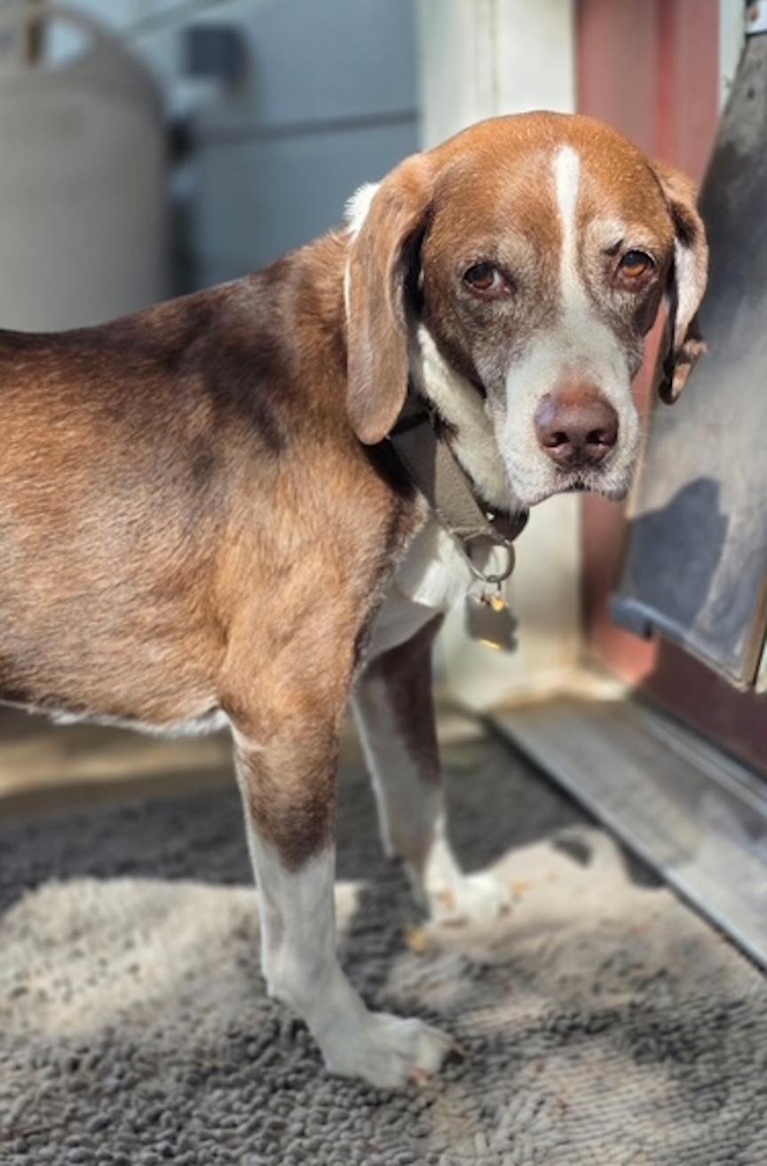 Enlarge Chief, a Adoptable mixed breed in Tomball, TX image 2/6