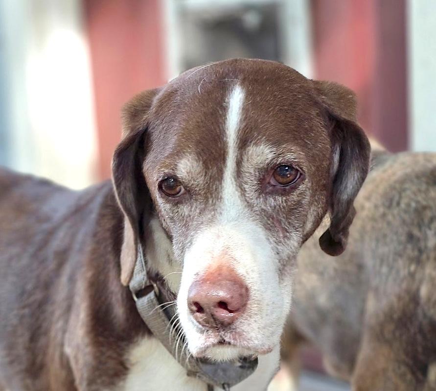 Chief, Adoptable, Senior Male Hound.