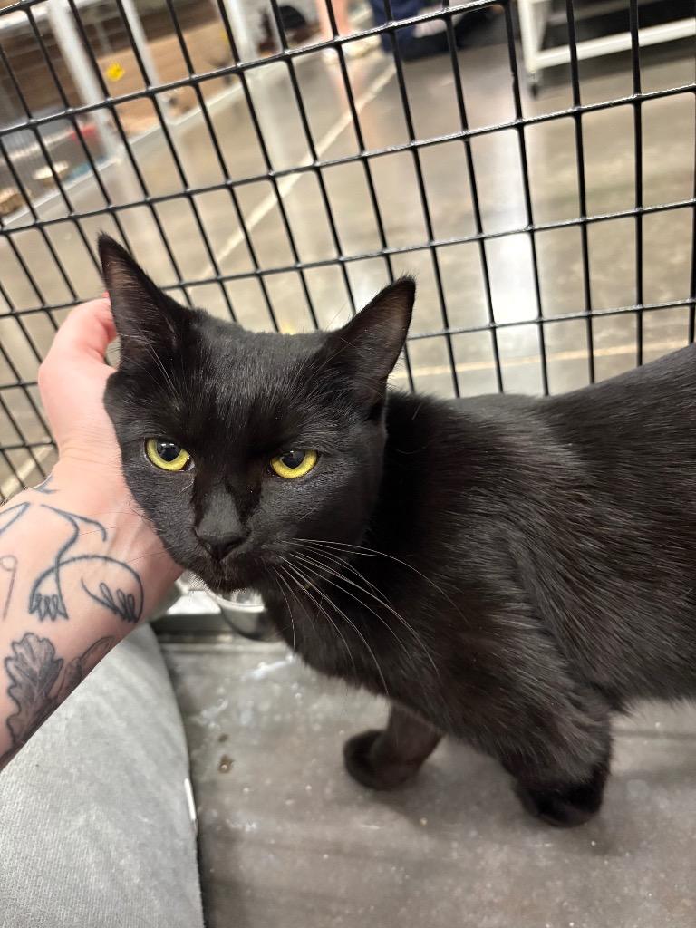 Veda, Adoptable, Kitten Female Domestic Short Hair.