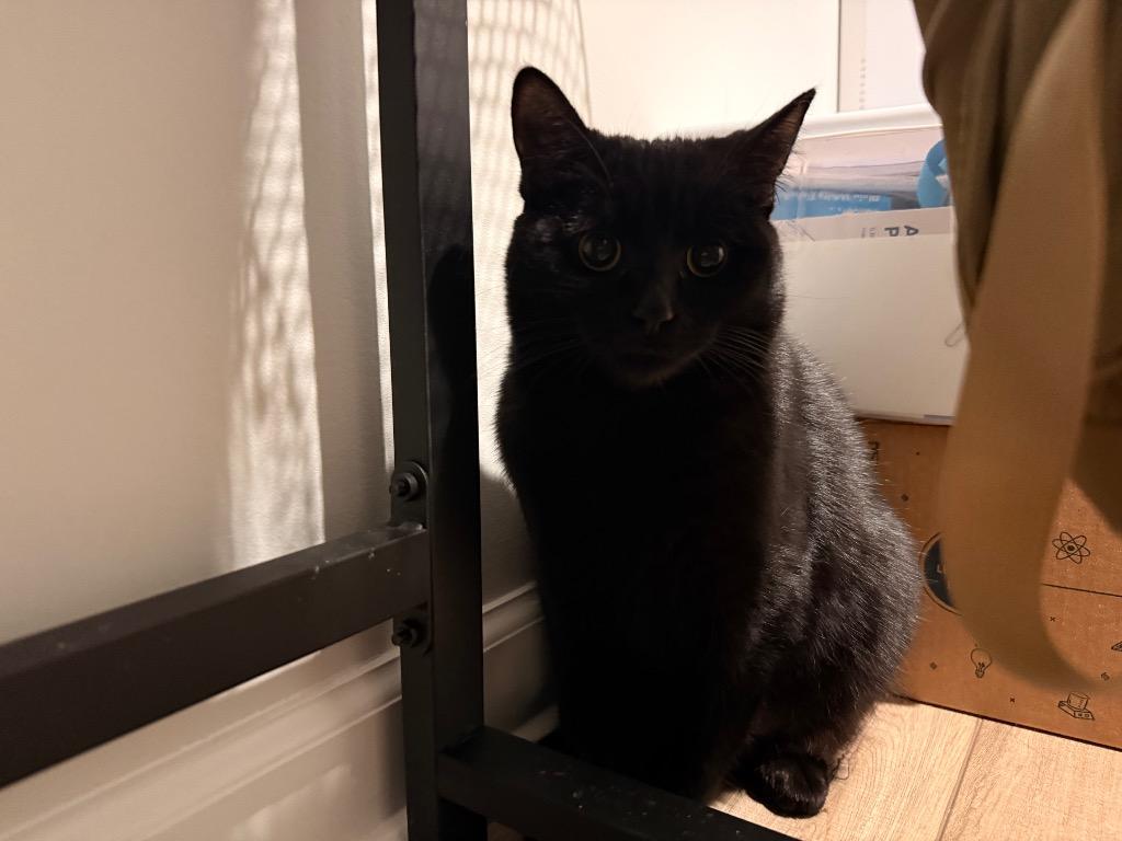 Veda, Adoptable, Kitten Female Domestic Short Hair.