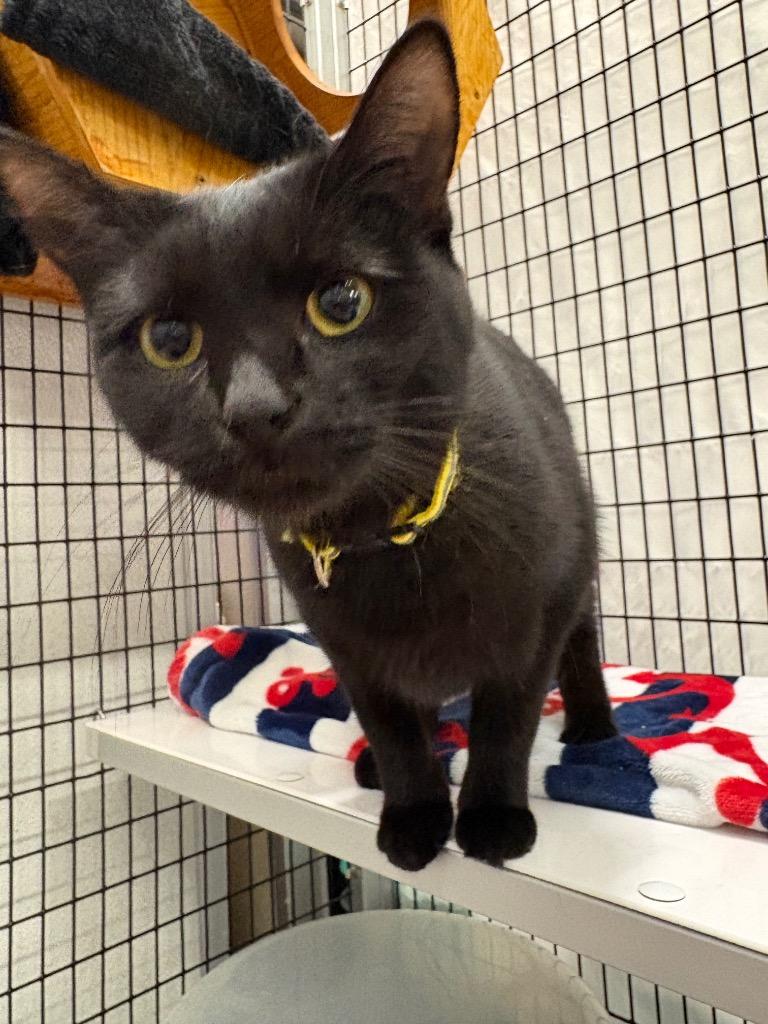 Enlarge Veda, a Adoptable mixed breed in Raleigh, NC image 3/4