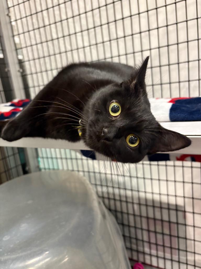 Enlarge Veda, a Adoptable mixed breed in Raleigh, NC image 4/4