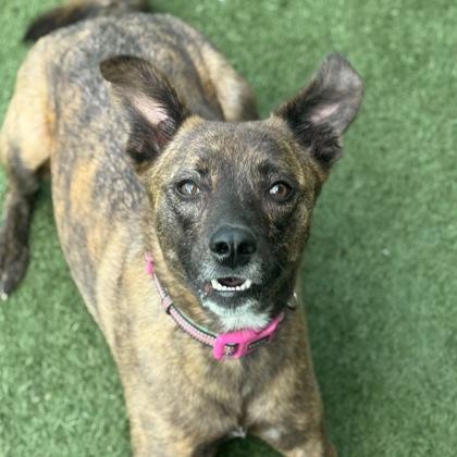 Enlarge Daisy, a ADOPTABLE mixed breed in Sacramento, CA image 5/6