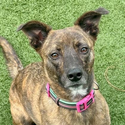 Enlarge Daisy, a ADOPTABLE mixed breed in Sacramento, CA image 6/6