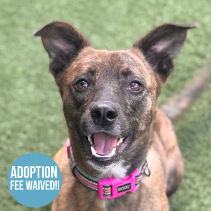 Enlarge Daisy, a ADOPTABLE mixed breed in Sacramento, CA image 1/6